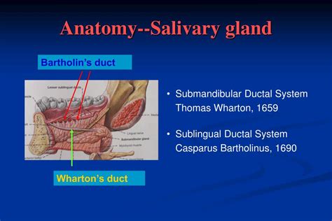 Anatomy Of Salivary Gland Diagram