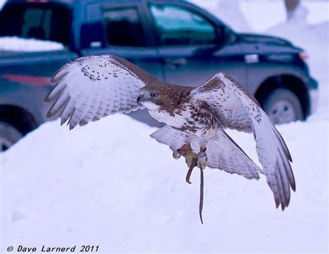 Hawk hunting... | Bowhunting.com Forums