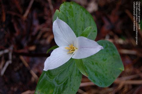 Plant Identification: CLOSED: Trillium, 1 by growin