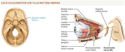 Oculomotor nerve location, function, oculomotor nerve palsy & damage