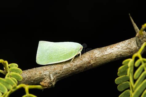 110 Hopper Moth Stock Photos - Free & Royalty-Free Stock Photos from ...