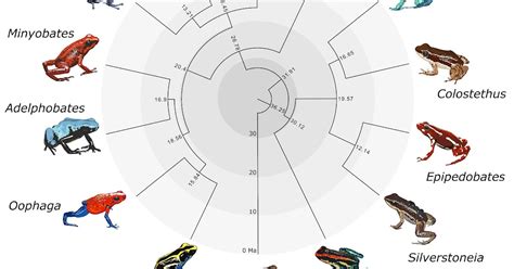 Species New to Science: [Herpetology • 2019] Phylogenomic ...