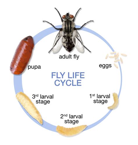 Fly Identification - Types of Flies - House Fly Anatomy & Life Cycle