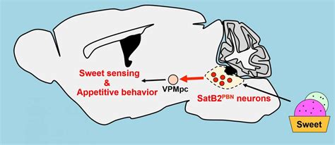 gustatory cortex News Research Articles