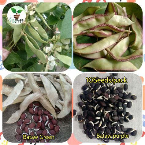 Bataw Lablab Purpureus Hyacinth Bean Philippine Medicinal, 57% OFF