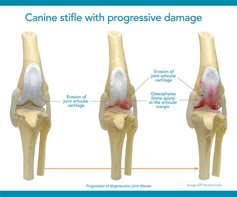 The Evaluation of ESWT in Naturally Occurring Osteoarthritis of the ...