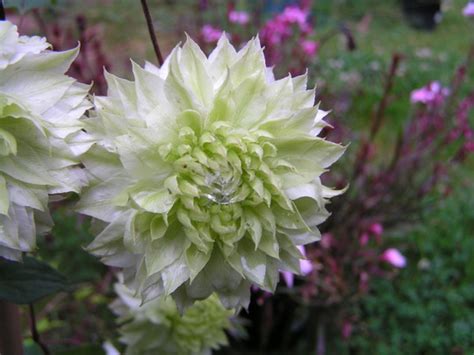 Clematis florida Alba Plena : Grows on You