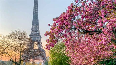 The Best Places to see Cherry Blossoms in Paris - Limitless Secrets