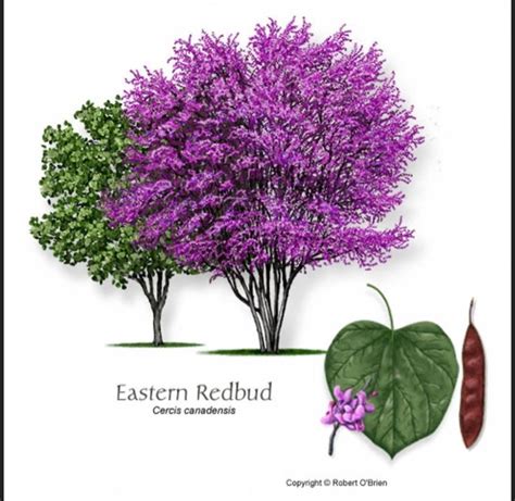 Photo Uploader for Pinterest | Eastern redbud tree, Redbud tree, Eastern redbud