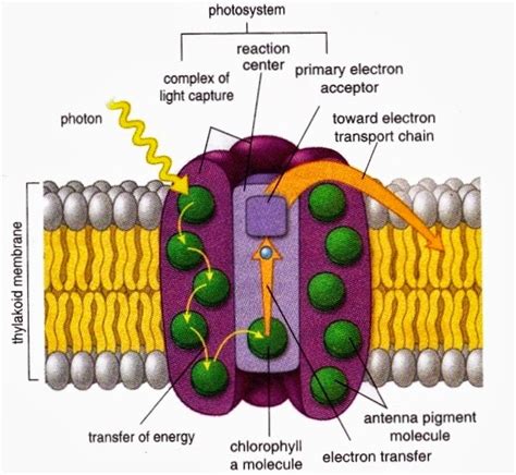 Light Energy Utilization In Photosystem ~ New Science Biology