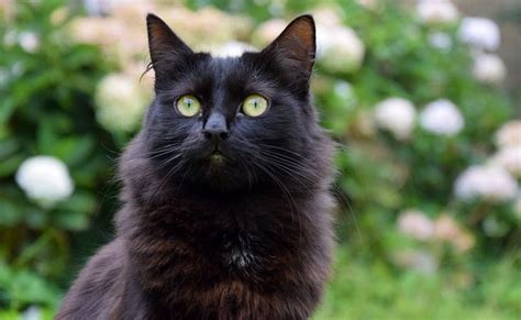 Black Cat Breeds Description and Complete Care Guide