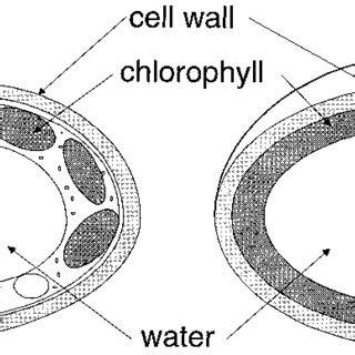 A Schematic representation of a mesophyll leaf cell showing the ...