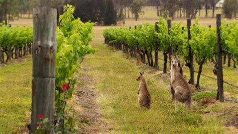 Best vineyards in Australia | Jacada Travel