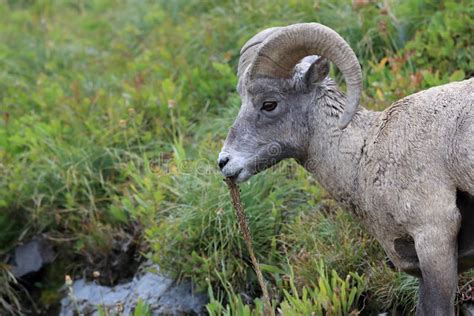 Bighorn Sheep Glacier National Park Montana USA Stock Image - Image of curl, hoofs: 160138917