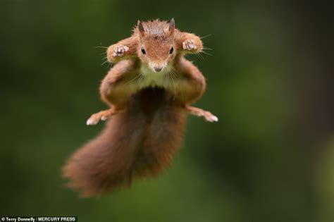 Photographer captures red squirrel flying after spending a YEAR coaxing rodents onto special ...