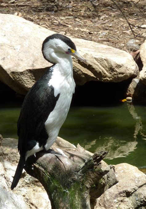 Australian Pied Cormorant | Phalacrocorax varius Sydney area… | Flickr