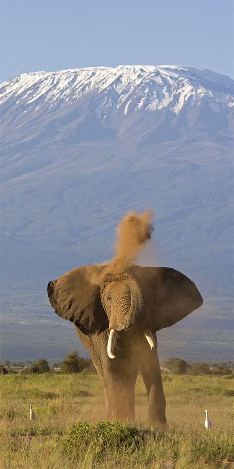 An elephant with Mount Kilimanjaro in the background. Original Travel ...