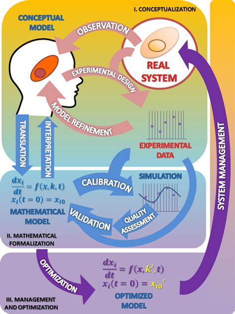 Frontiers | The (Mathematical) Modeling Process in Biosciences | Genetics