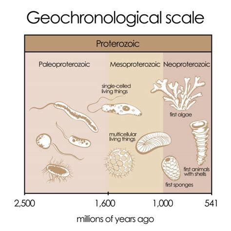 Precambrian Bacteria Fossils