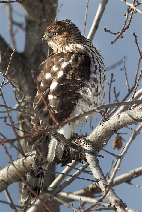 Immature Sharp-shinned Hawk 2 photo & image | animals, wildlife, birds ...