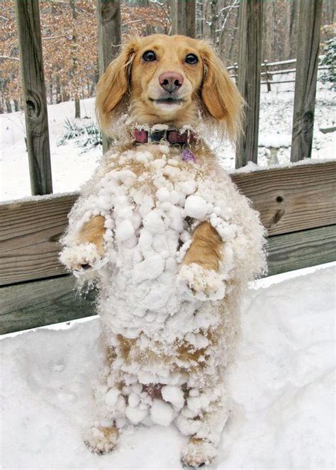 funny snow pictures | ... Short of it All: A Dachshund Dog News Magazine: Abominable Snow Dog ...