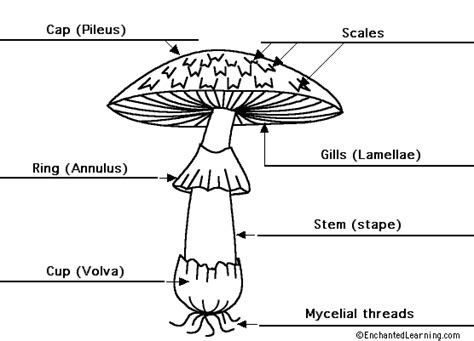 Label the parts of a mushroom | Stuffed mushrooms, Parts of a mushroom, Mushroom drawing