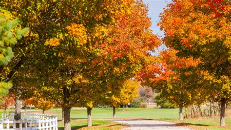 Top 10 Trees for Fall Color - Alsip Home & Nursery