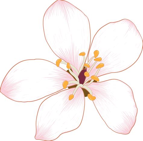 Update 143+ cherry blossom drawing super hot - vietkidsiq.edu.vn