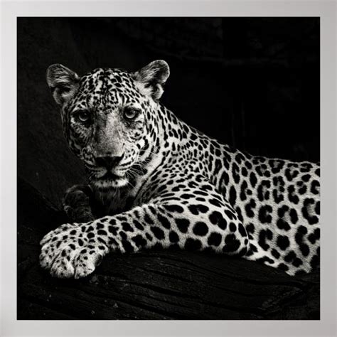 LEOPARD POSTER | Zazzle.com