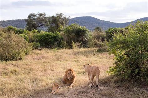 Mountain Lion Size Vs Human: How Big Is The American Cat - Being Human