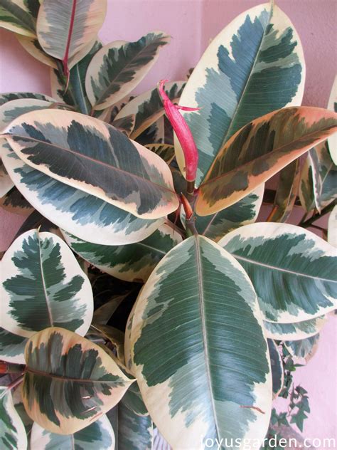 Rubber Plant Care: A Ficus Elastica Growing Guide | Plants, Rubber tree ...