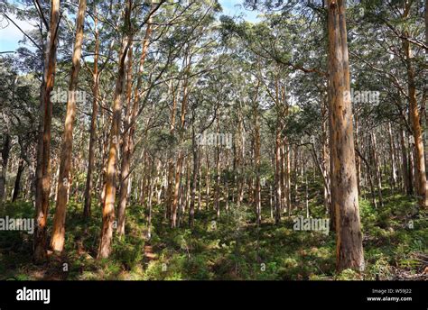 karri forest western australia Stock Photo - Alamy