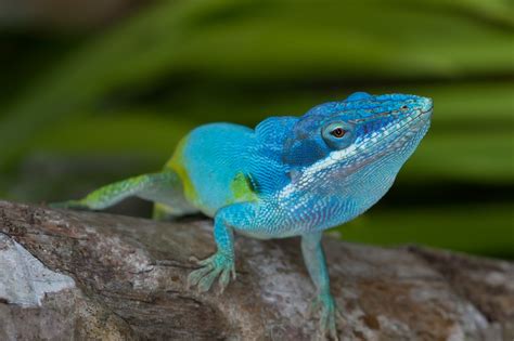 Electoral Map Awash In Blue In Anole Photo Contest | Anole Annals