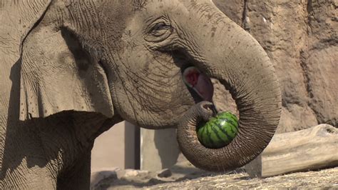 「ゾウも鼻毛はありますか？」動物園の飼育員が鼻の中をのぞくと？楽しく学ぶ、新たな試み｜Sitakke【したっけ】