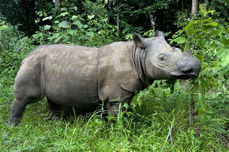 10 Facts About Rhinoceroses