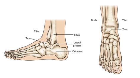 Diagram Of The Foot And Ankle