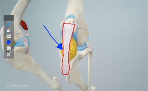 Canine Patellar Ligament by EasyAnatomy - EasyAnatomy