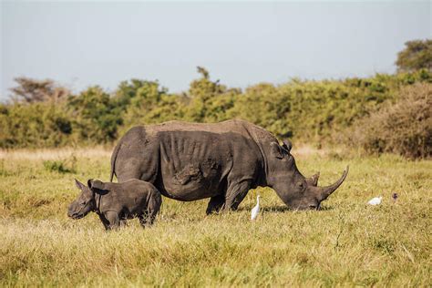 About White Rhinos | White Rhino Conservation