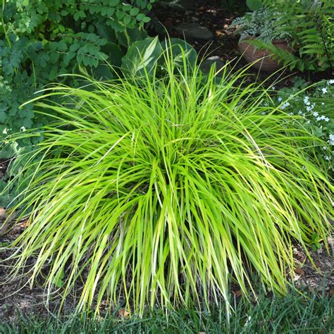 Carex oshimensis 'Everillo' Sedge from Sandy's Plants