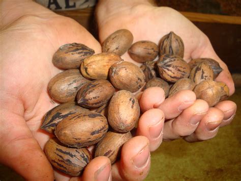 Temperate Climate Permaculture: Permaculture Plants: Pecans and Hickory