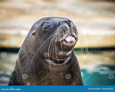 Funny Sea Lion Acting for the Public Stock Image - Image of leon ...