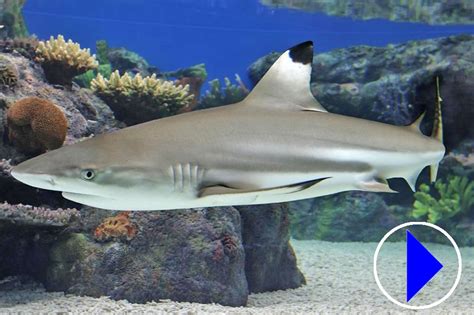 Live Streaming Webcam | Blacktip Reef Sharks | Baltimore Aquarium