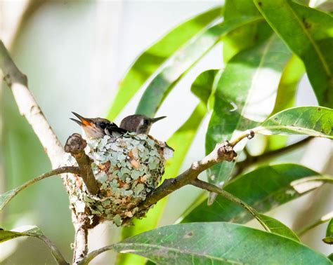 Bee Hummingbird Nest | Zapata Peninsula, Cuba. An exquisite … | Flickr