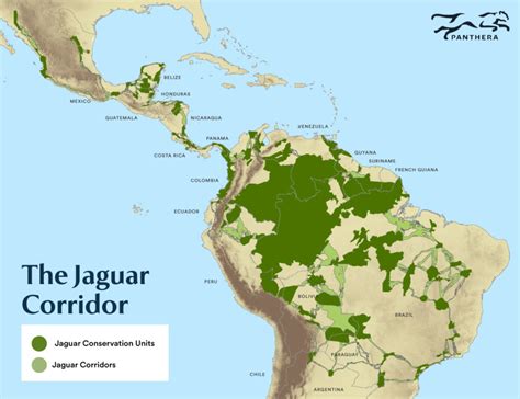 Know your Sloth Predators: The Mighty Jaguar - SloCo