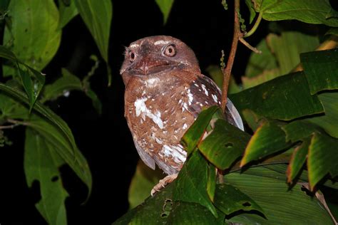 Solomon Islands Birding Tours - Birdwatching Tours - Birdquest