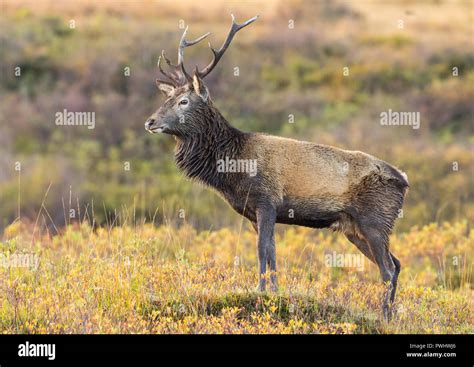 Red Deer stag with pointed antlers standing majestically in the Scottish Highlands during the ...