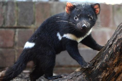 The Tasmanian Devil | All Amazing Facts | The Wildlife
