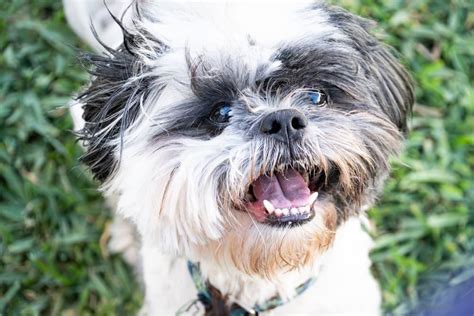 Shih Tzu Teeth: Problems and Breed-Specific Care Tips - PetLab Co