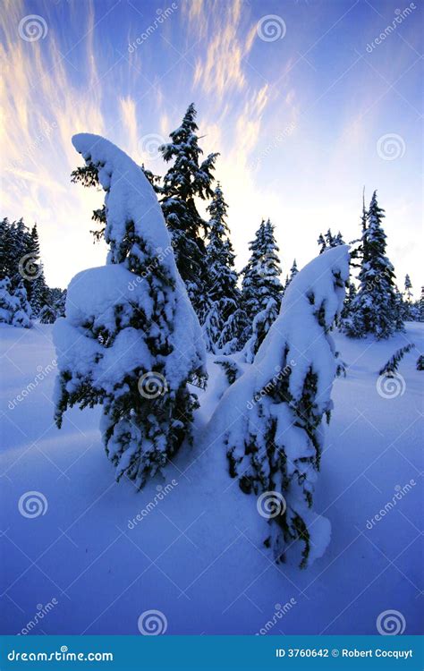 Blanket of Snow stock photo. Image of glow, beautiful - 3760642