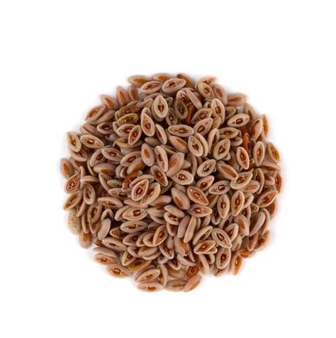 Buy Isabgol Beej 500 Gram at Best Prices in India